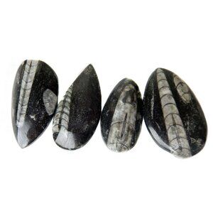 3 Small Orthoceras Fossils in Matrix Polished Topped Specimens 1"-2" Teardrops